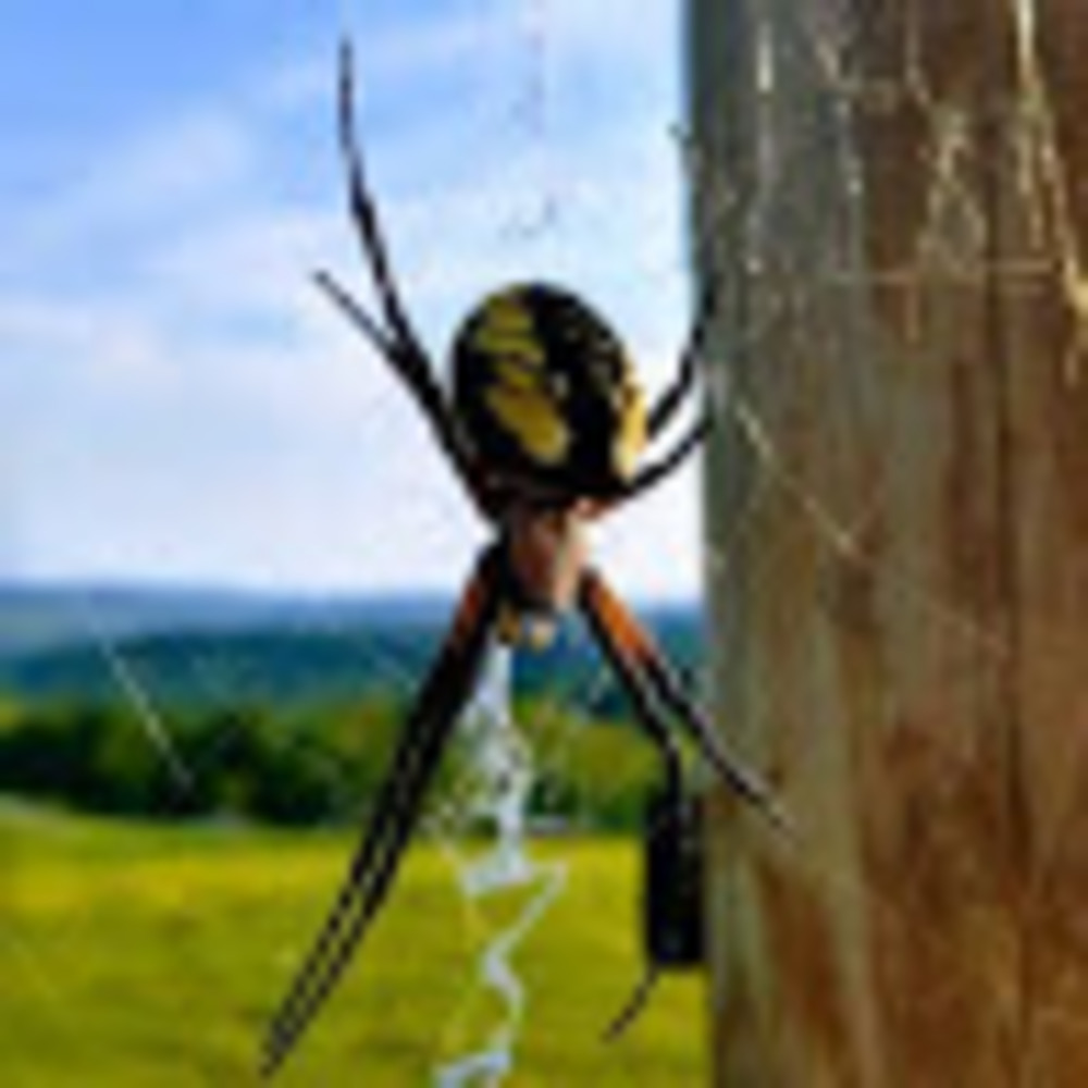 Meet your Posher, Kent